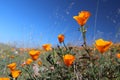 California golden poppy field, California, USA