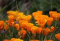 California golden poppy flower, California, USA Royalty Free Stock Photo