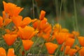 California golden poppy flower, California, USA Royalty Free Stock Photo