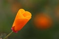California golden poppy flower, California, USA Royalty Free Stock Photo