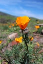 California golden poppy flowers, Big Sur Coast, California, USA Royalty Free Stock Photo