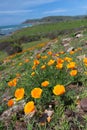 California golden poppy flowers, Big Sur Coast, California, USA Royalty Free Stock Photo