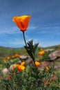 California golden poppy flowers, Big Sur, Highway 1, California Royalty Free Stock Photo