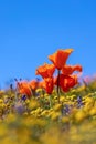 California Golden Poppy flowers in wildflower meadow against blue sky background Royalty Free Stock Photo