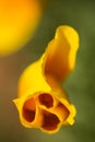 California golden poppy with water drops Royalty Free Stock Photo