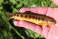 California golden trout fish