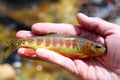 California golden trout from Golden Trout Wilderness