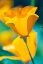 California  poppy flower close up Royalty Free Stock Photo