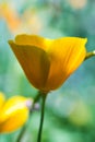 California golden yellow poppy flower close up Royalty Free Stock Photo