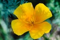 California golden yellow poppy flower close up Royalty Free Stock Photo
