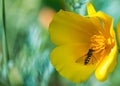 California golden yellow poppy flower close up with an pollinating insect on Royalty Free Stock Photo