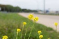 California Goldenrod flowers blooming by a curved road