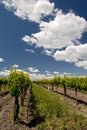 California Grape Vines Royalty Free Stock Photo