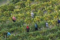 California Grape Vineyard Harvest Royalty Free Stock Photo