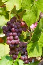 CALIFORNIA GRAPES