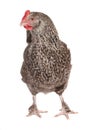 A California Grey chicken against a white background