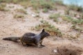 California Ground Squirel Royalty Free Stock Photo