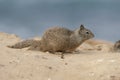 California Ground Squirrel Royalty Free Stock Photo