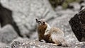 California ground squirrel Royalty Free Stock Photo