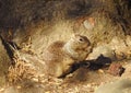 Squirrely cuteness, wildlife, rodents, squirrels Royalty Free Stock Photo