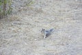 Squirrely cuteness, wildlife, rodents, squirrels Royalty Free Stock Photo