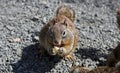 California Ground Squirrel Royalty Free Stock Photo