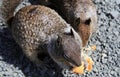 California Ground Squirrel