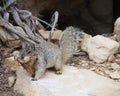 The California ground squirrel