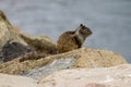 California Ground Squirrel Royalty Free Stock Photo