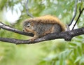 California ground squirrel,Los Angeles, California