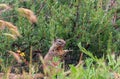 California Wildlife Series - California Ground Squirrel - Otospermophilus beecheyi Royalty Free Stock Photo