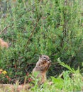 California Wildlife Series - California Ground Squirrel - Otospermophilus beecheyi Royalty Free Stock Photo