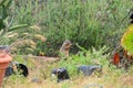 California Wildlife Series - California Ground Squirrel - Otospermophilus beecheyi Royalty Free Stock Photo