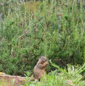 California Wildlife Series - California Ground Squirrel - Otospermophilus beecheyi Royalty Free Stock Photo