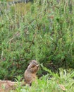 California Wildlife Series - California Ground Squirrel - Otospermophilus beecheyi Royalty Free Stock Photo