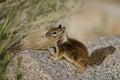 California Ground Squirrel, Otospermophilus beecheyi