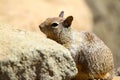 California ground squirrel Otospermophilus beecheyi Royalty Free Stock Photo