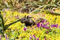 California ground squirrel (Otospermophilus beecheyi)