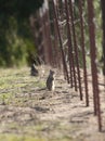 California ground squirrel Otospermophilus beecheyi Close Up Royalty Free Stock Photo