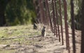 California ground squirrel Otospermophilus beecheyi Close Up Royalty Free Stock Photo