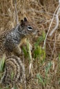 California Ground Squirrel, Otospermophilus beecheyi Royalty Free Stock Photo