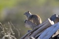 California ground squirrel Otospermophilus beecheyi Close Up Royalty Free Stock Photo