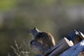 California ground squirrel Otospermophilus beecheyi Close Up Royalty Free Stock Photo