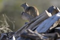 California ground squirrel Otospermophilus beecheyi Close Up Royalty Free Stock Photo