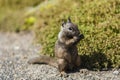 California ground squirrel (Otospermophilus beecheyi) Royalty Free Stock Photo