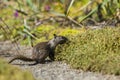 California ground squirrel (Otospermophilus beecheyi)