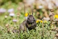 California ground squirrel (Otospermophilus beecheyi) Royalty Free Stock Photo