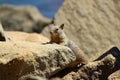 California ground squirrel Otospermophilus beecheyi Royalty Free Stock Photo