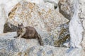 California ground squirrel (Otospermophilus beecheyi) at Seal Ro