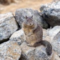 California Ground Squirrel Otospermophilus beecheyi sitting on the rocks